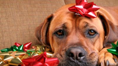 Holiday Pet Safety