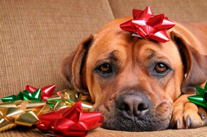 Holiday Pet Safety